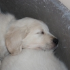 11. listopadu - Bastien - Casper