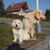 13. listopadu - Bastien - Casper Golden Sirius