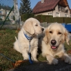 13. listopadu - Chico Golden Sirius