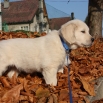 13. listopadu - Chico Golden Sirius