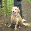 26.5.2013 - Bilberry Golden Sirius