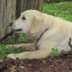26.5.2013 - Clif Golden Sirius