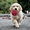 Max (Eddy) - 