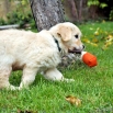 DSC_0170.JPG - 