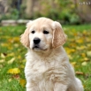 Enzo - 