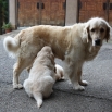 Loučení s Enry Goldens Sirius