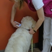 Inseminace