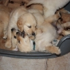buddy.jpg - 