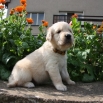 zlu-2.jpg - 
