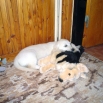 Anetka,Andulka - 