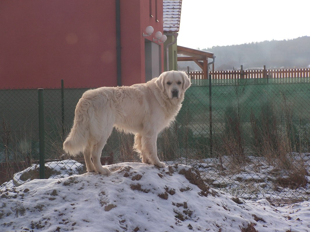 Buck Enzo Golden Sirius