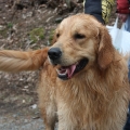 IMG_3322.JPG - Buddy