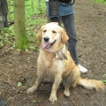 26.5.2013 - Bilberry Golden Sirius