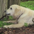 26.5.2013 - Clif Golden Sirius