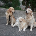 Dean, Anetka, Sárina 