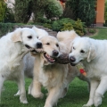 Valinka, Sárinka, Izie 