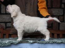 Štěňátka