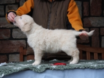 Štěňátka