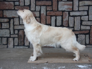 Rodiče